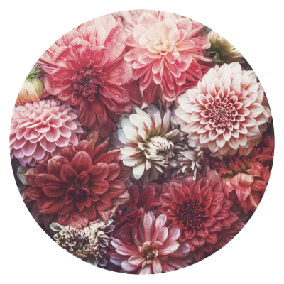 Dahlia