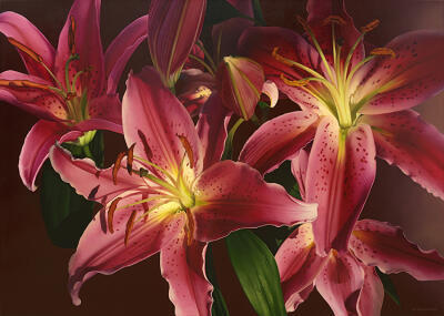 Intoxicating, Lilium Orientalis