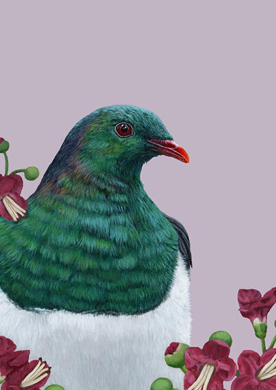 Portrait Of A Kereru