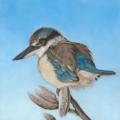 Kingfisher & Flax Pods