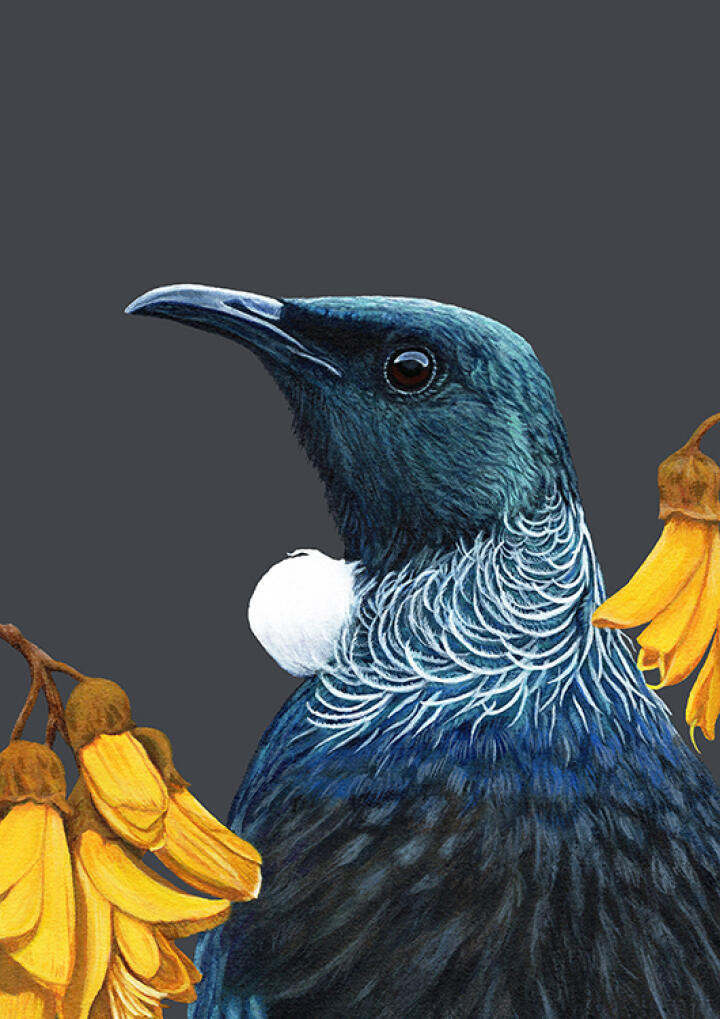 Portrait Of A Tui