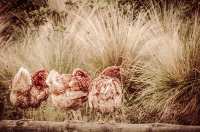 Gathering Of The Girls