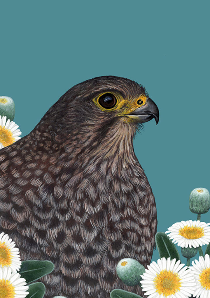 Portrait Of A Karearea