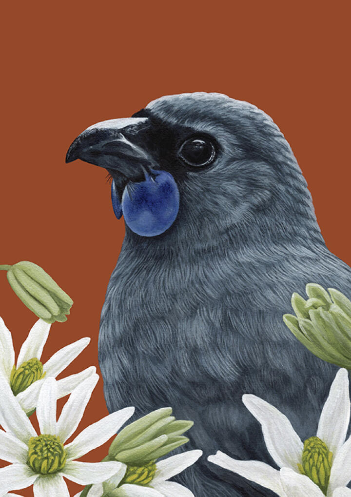 Portrait Of A Kokako