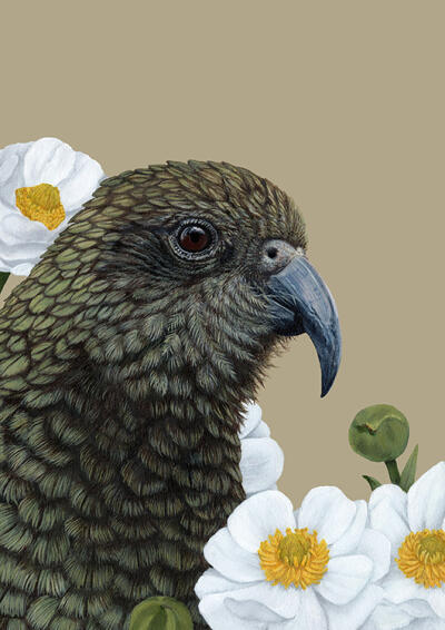 Portrait Of A Kea