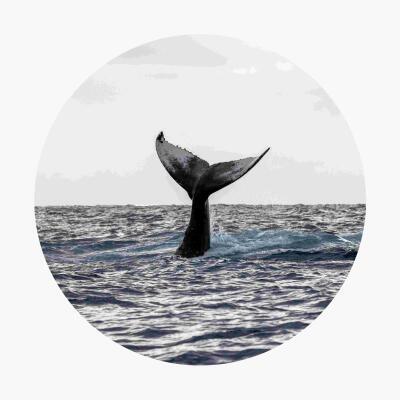 Whale Tail Circle