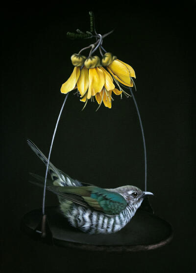 Shining Cuckoo With Kowhai