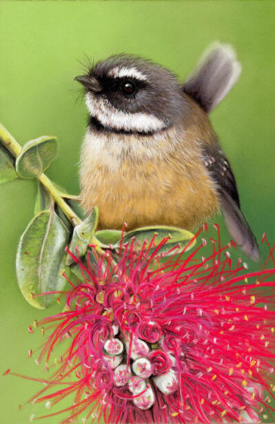 Piwakawaka & Pohutukawa