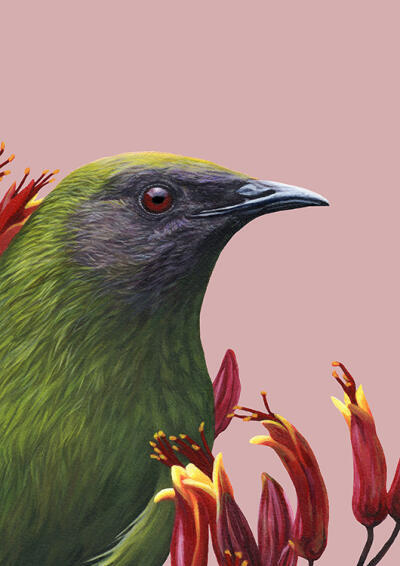 Portrait of a Bellbird