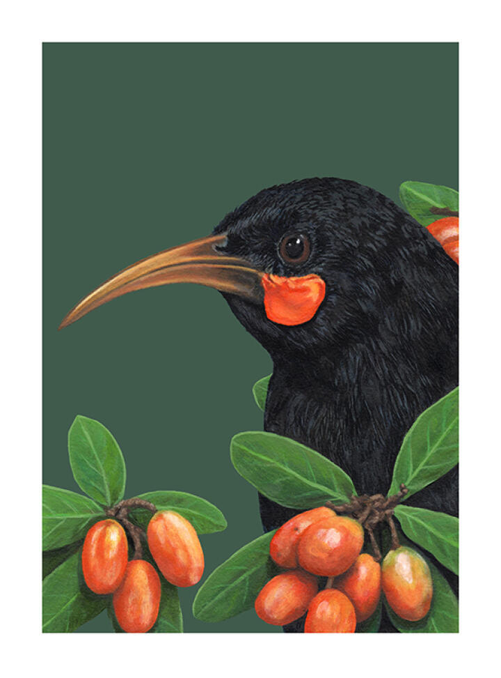 Portrait of a Huia