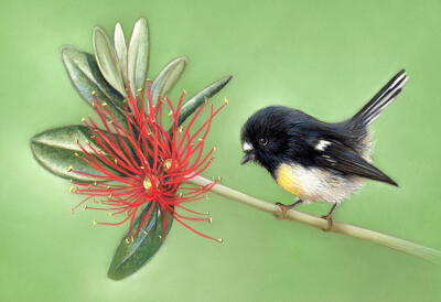 Tomtit & Pohutukawa