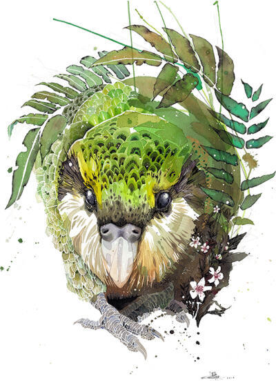 Kakapo Manuka