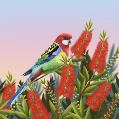 Eastern Rosella