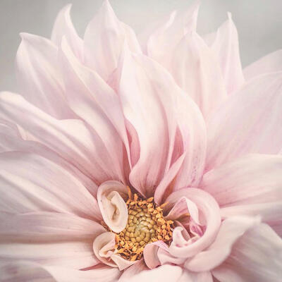 Soft Pink Dahlia Petals