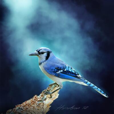 Blue Jay