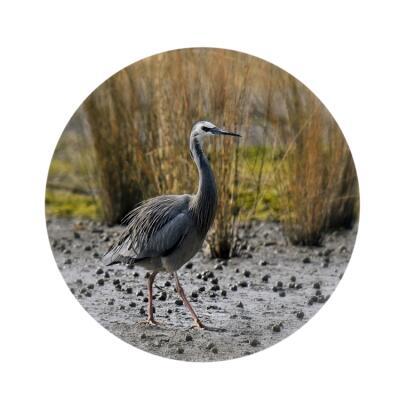 Walking In The Weeds