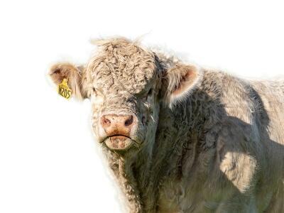 Charolais Bull, North Canterbury