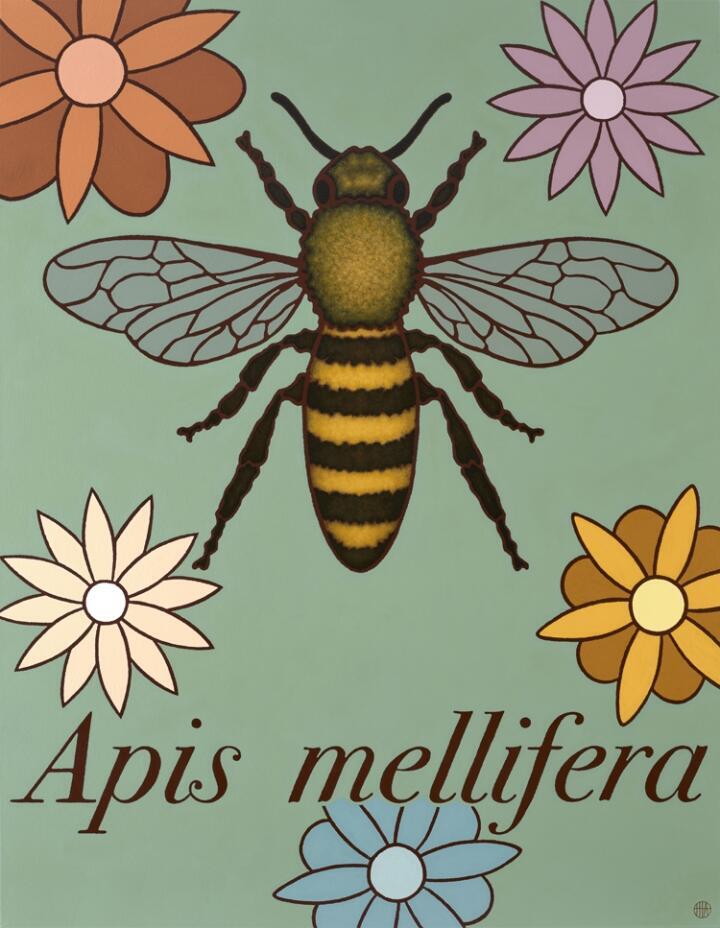 Apis mellifera