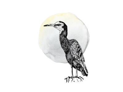 Heron - Ink Series