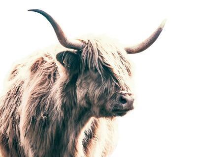 Highland Bull