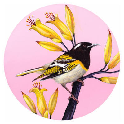 Hihi Of The Wharaiki (Mini card)