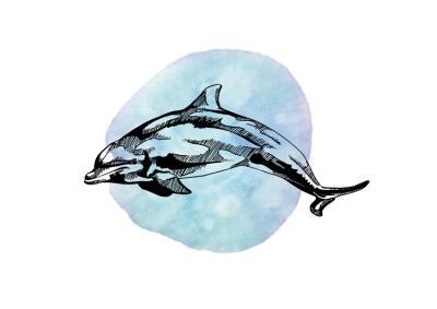 Bottle-Nosed Dolphin