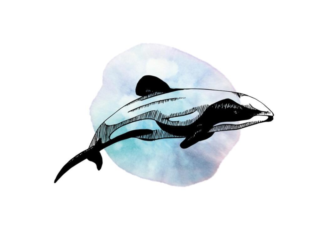 Hector's Dolphin