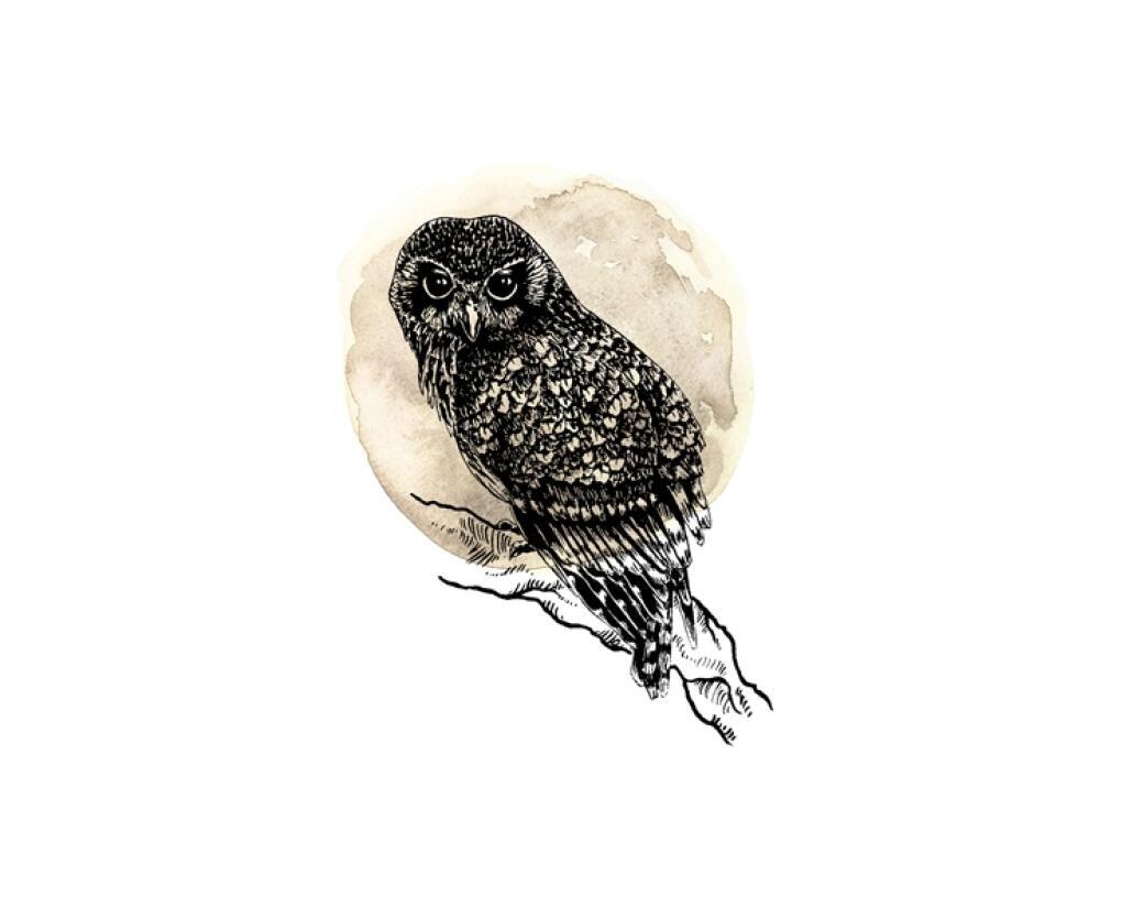Morepork - Ink Series