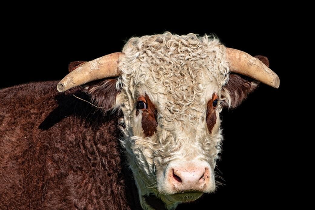 Molesworth Station Hereford Bull