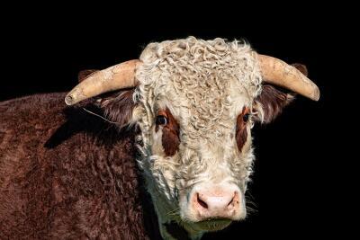 Molesworth Station Hereford Bull