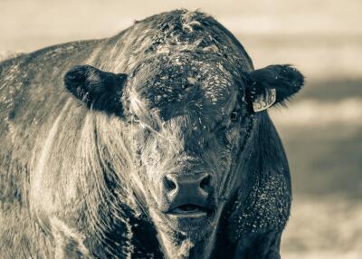 Muddy - Limited Edition Print