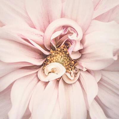 Soft Pink Dahlia