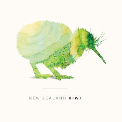 New Zealand Kiwi