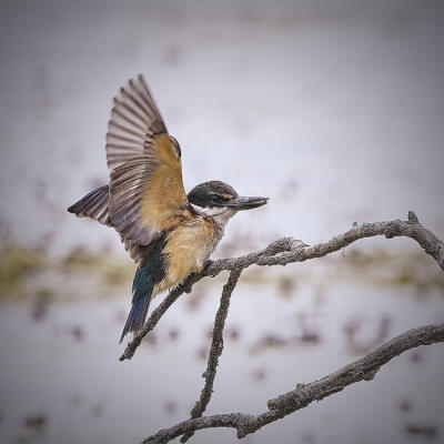 Showing All The Feathers