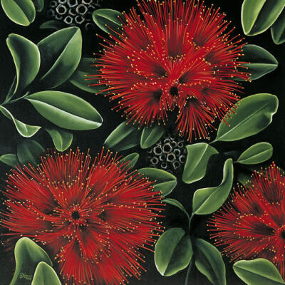 Pohutukawa (DA)