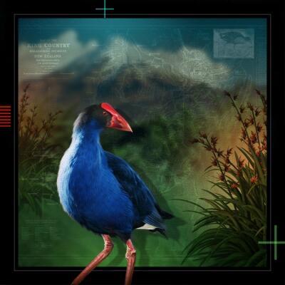 Pukeko 2