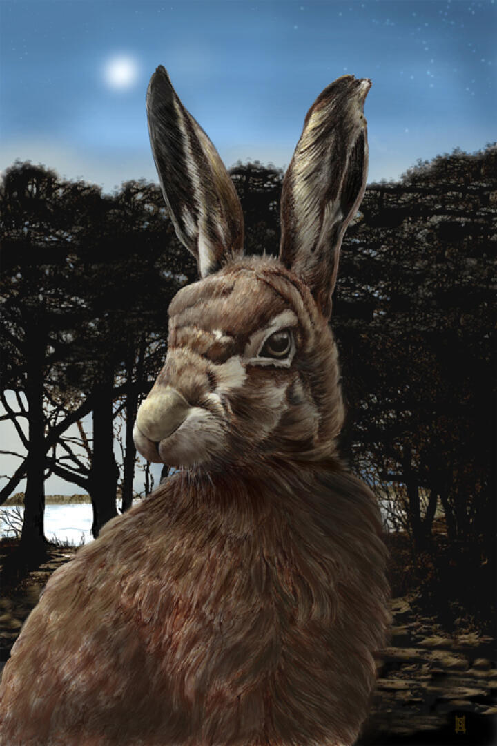 Moon River Hare