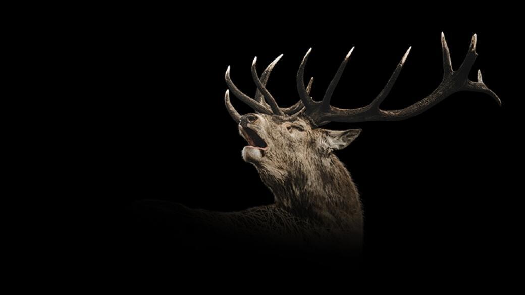 Roaring Stag