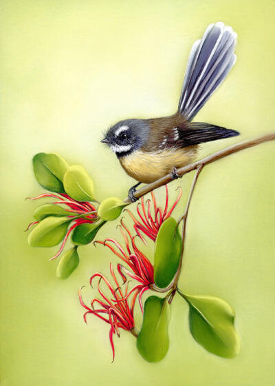 Fantail & NZ Mistletoe