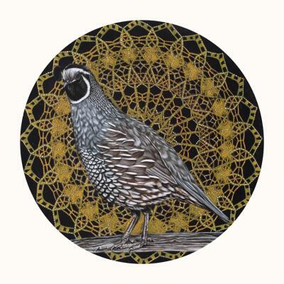 New Zealand Quail