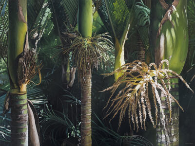 Nikau Giants, Homecoming