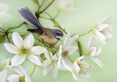 Piwakawaka & NZ Clematis
